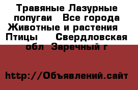 Травяные Лазурные попугаи - Все города Животные и растения » Птицы   . Свердловская обл.,Заречный г.